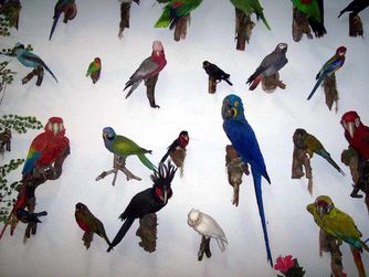 Papageienvögel, Salzkammergut Tierweltmuseum