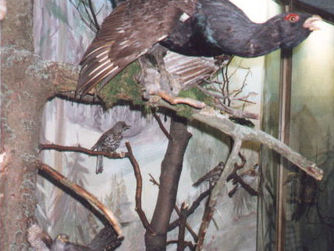 Auerhahn im Vogelmuseum. Die Vogelwelt des Böhmerwaldes in Aigen-Schlägl