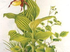 Pflanzenzeichnung von Erich Wilhelm Ricek